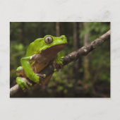 Giant leaf frog Phyllomedusa bicolor Briefkaart (Voorkant)