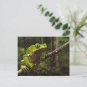 Giant leaf frog Phyllomedusa bicolor Briefkaart (Staand voorkant)
