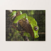 Giant leaf frog Phyllomedusa bicolor Legpuzzel (Horizontaal)