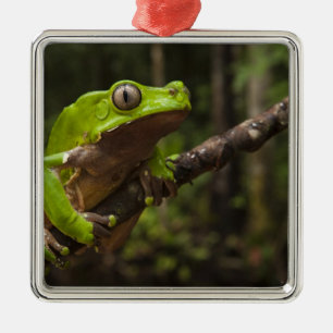 Giant leaf frog Phyllomedusa bicolor Metalen Ornament