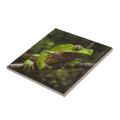 Giant leaf frog Phyllomedusa bicolor Tegeltje (Zijkant)