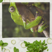 Giant leaf frog Phyllomedusa bicolor Theedoek (Gevouwen)