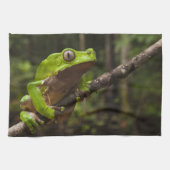 Giant leaf frog Phyllomedusa bicolor Theedoek (Horizontaal)