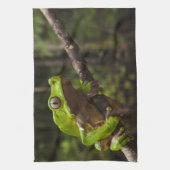 Giant leaf frog Phyllomedusa bicolor Theedoek (Verticaal)