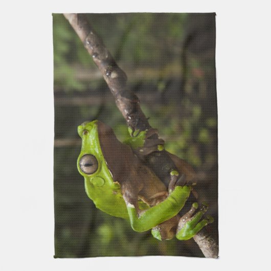 Giant leaf frog Phyllomedusa bicolor Theedoek (Verticaal)