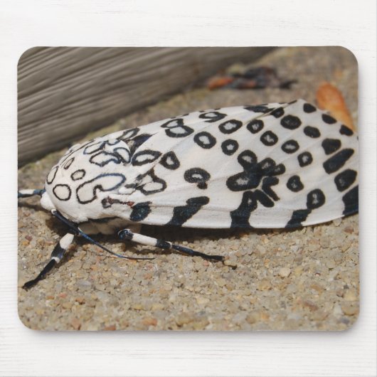 Giant Leopard Moth Muismat (Voorkant)