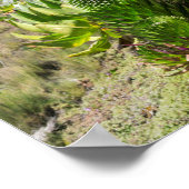 Giant Lobelia (Lobelia Deckenii) Poster (Hoek)