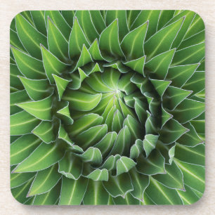 Giant Lobelia   Nationaal park Mount Kenya, Kenia Drankjes Onderzetter