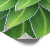 Giant Lobelia | Nationaal park Mount Kenya, Kenia Poster (Hoek)