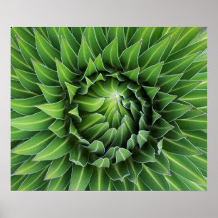 Giant Lobelia   Nationaal park Mount Kenya, Kenia Poster