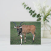 Giant/Lord Derby's Eland-jonge stier Briefkaart (Staand voorkant)