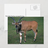 Giant/Lord Derby's Eland-jonge stier Briefkaart (Voorkant / Achterkant)