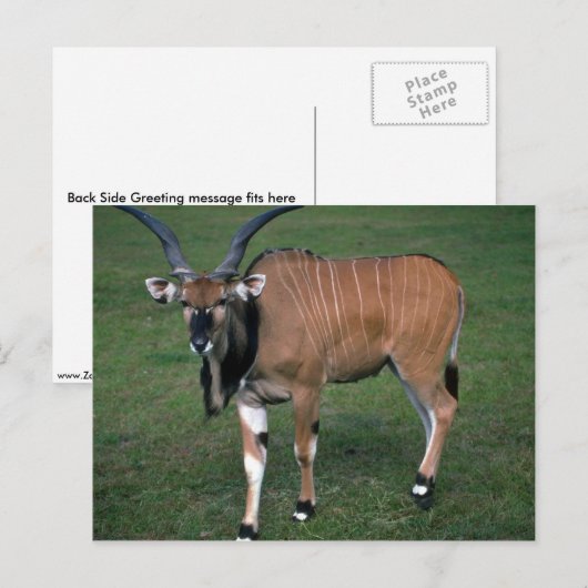 Giant/Lord Derby's Eland-jonge stier Briefkaart (Voorkant / Achterkant)