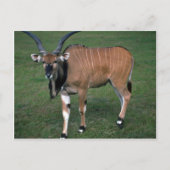 Giant/Lord Derby's Eland-jonge stier Briefkaart (Voorkant)