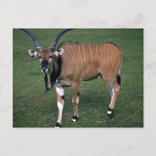Giant/Lord Derby's Eland-jonge stier Briefkaart (Voorkant)