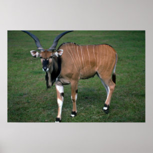 Giant/Lord Derby's Eland-jonge stier Poster