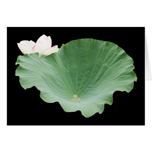 Giant Lotus Leaf met Bloom (Voorkant Horizontaal)