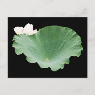Giant Lotus Leaf met Bloom Briefkaart