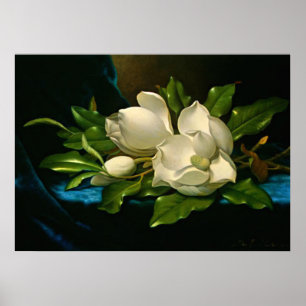 Giant Magnolia op een blauwe vlinderdoek Poster