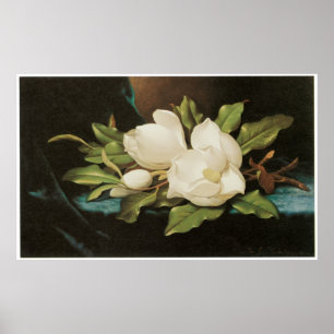 Giant Magnolias on a Blue velvet cloth, c.1890 Poster
