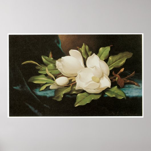 Giant Magnolias on a Blue velvet cloth, c.1890 Poster (Voorkant)