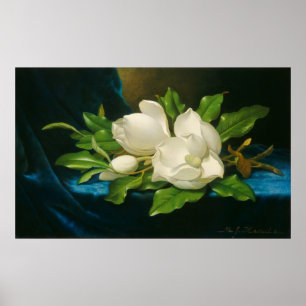 Giant Magnolias op een blauwe vlinderdoek Poster