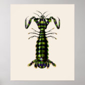 Giant Mantis Shrimp Poster (Voorkant)