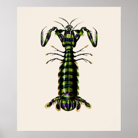 Giant Mantis Shrimp Poster (Voorkant)