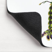 Giant mantis shrimp Praying Mentis Muismat (Hoek)