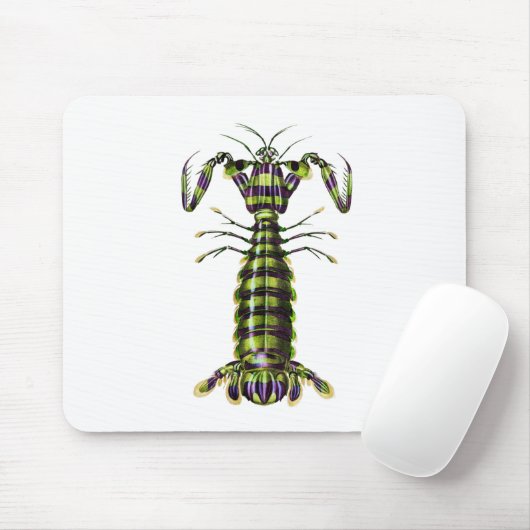 Giant mantis shrimp Praying Mentis Muismat (Met muis)