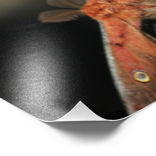 Giant Moth - Antheraea Polyphemus Foto Afdruk (Hoek)