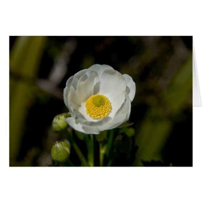 Giant Mountain Buttercup (Voorkant Horizontaal)