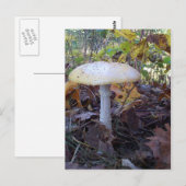 Giant Mushroom Briefkaart (Voorkant / Achterkant)