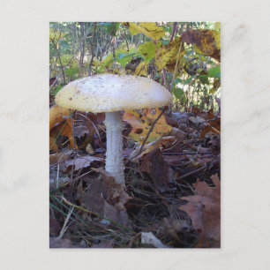Giant Mushroom Briefkaart
