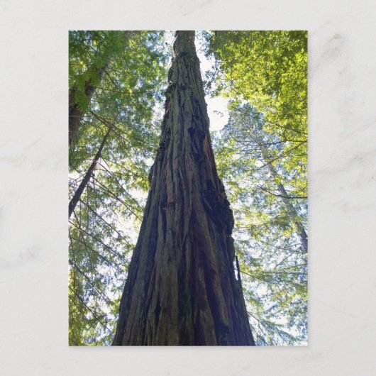 Giant Neverending Redwood-structuur Briefkaart (Voorkant)