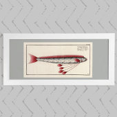 Giant Oarfish After an 18th Century Print