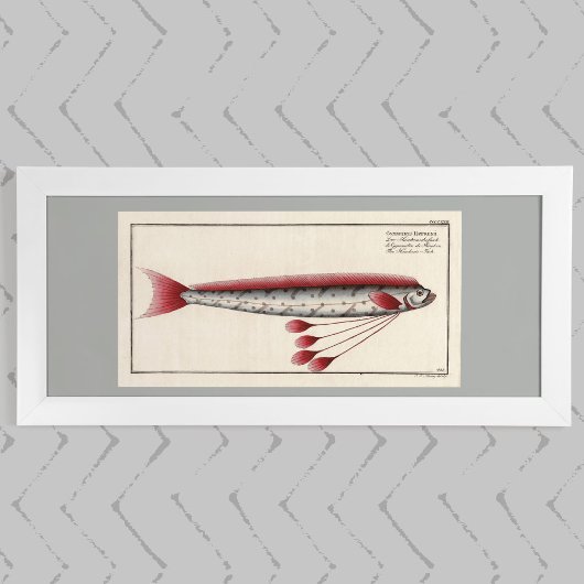 Giant Oarfish After an 18th Century Print