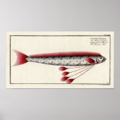Giant Oarfish After an 18th Century Print (Voorkant)