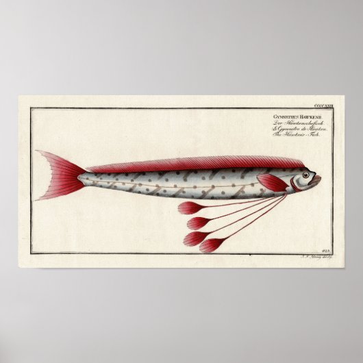 Giant Oarfish After an 18th Century Print (Voorkant)