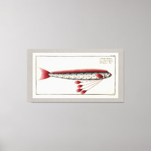 Giant Oarfish  Print
