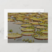 Giant of Victoria Lilies Victoria amazonica Briefkaart (Voorkant / Achterkant)