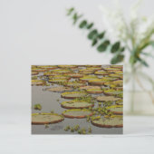 Giant of Victoria Lilies Victoria amazonica Briefkaart (Staand voorkant)