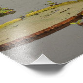 Giant of Victoria Lilies Victoria amazonica Foto Afdruk (Hoek)