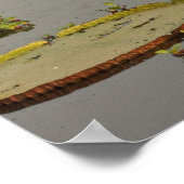 Giant of Victoria Lilies Victoria amazonica Poster (Hoek)