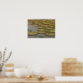 Giant of Victoria Lilies Victoria amazonica Poster (Keuken)