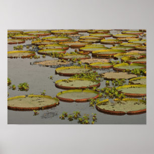 Giant of Victoria Lilies Victoria amazonica Poster
