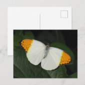 Giant Oranje Tip Butterfly Briefkaart (Voorkant / Achterkant)