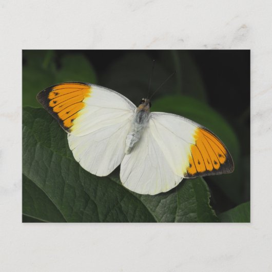 Giant Oranje Tip Butterfly Briefkaart (Voorkant)
