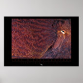 Giant Pacific Octopus Poster (Voorkant)