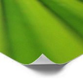 Giant Palm Leaf, Queensland Poster (Hoek)